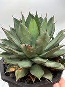 【Indoor Jungle Issue n°11掲載株】Agave 甲蟹x笹之雪子株①　(Lize血統) 抜き苗発送