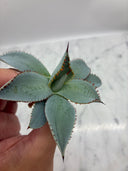 Agave 甲蟹x屈原(No.28)子株②(Lize血統) ベアルート発送