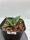 Agave ホリササ(No.36)子株②(Lize血統) 抜き苗発送
