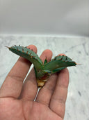 Agave titanota 黒鯨子株(Lize血統) 未発根発送