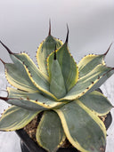 Agave Orizaba親株（US血統）抜き苗発送
