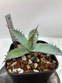 【Indoor Jungle Issue n°11掲載株】激怒之舞子株（No.54) Lize血統 抜き苗発送