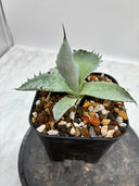 Agave 激怒之舞(No.？)子株⑤(Lize血統) 抜き苗発送
