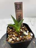 【Indoor Jungle Issue n°11掲載株】アガベ 黒火焔x笹之雪子株(Lize血統)　抜き苗発送