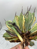Agave キュービック黄覆輪子株（台湾産）　抜き苗発送