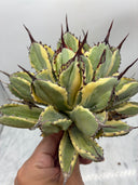 Agave キュービック黄覆輪（台湾産）　抜き苗発送