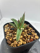 Agave ホリササ(No.32)子株(Lize血統) 抜き苗発送