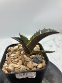 Agave titanota 白鯨子株(Lize血統) 抜き苗発送