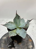 Agave 激怒之舞(No.？)子株②(Lize血統) 抜き苗発送
