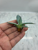 Agave 甲蟹x屈原(No.31)子株⑨(Lize血統) ベアルート発送