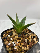 Agave ホリササ(No.？)子株②(Lize血統) 抜き苗発送