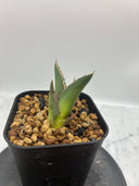 Agave ホリササ(No.37)子株①(Lize血統) 抜き苗発送