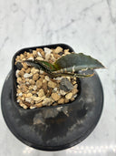Agave titanota 白鯨子株(Lize血統) 抜き苗発送