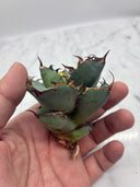 Agave titanota 黒鯨子株②(Lize血統) 未発根発送