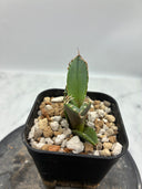 Agave titanota シーザー子株(Lize血統)　抜き苗発送