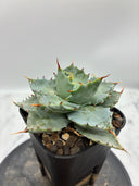 Agave 甲蟹交種子株①(Lize血統) 抜き苗発送