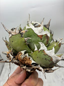 Agave titanota 鳳凰(Lize産) ベアルート