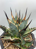 Agave 妖帝子株① タイ趣味家から輸入 抜き苗発送