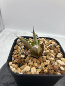 Agave titanota フィリグリー子株①(Lize血統）抜き苗発送