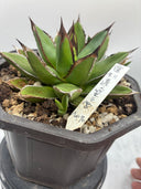 Agave ホリササ(No.70)親株（子株つき）(Lize血統) 抜き苗発送