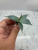 Agave 甲蟹x屈原(No.31)子株⑨(Lize血統) ベアルート発送