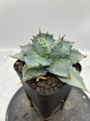 Agave 甲蟹交種子株②(Lize血統) 抜き苗発送