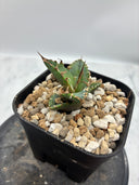 Agave titanota シーザー子株②(Lize血統)　抜き苗発送