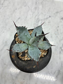 Agave 激怒之舞(No.？)子株③(Lize血統) 抜き苗発送