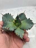 Agave titanota 黒鯨子株②(Lize血統) 未発根発送