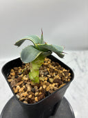 Agave Orizaba子株（US血統）抜き苗発送