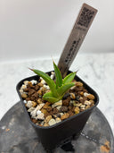 【Indoor Jungle Issue n°11掲載株】アガベ 黒火焔x笹之雪子株②(Lize血統)　抜き苗発送