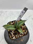 Agave titanota 緑煌子株(Lize産) 抜き苗発送