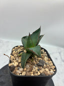 Agave ホリササ(No.44)子株①(Lize血統) 抜き苗発送