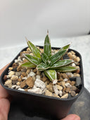 Agave 姫笹之雪子株　抜き苗発送