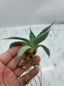 Agave 甲蟹x屈原(No.31)子株⑥(Lize血統) ベアルート発送