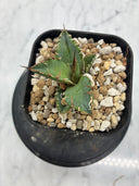 Agave titanota シーザー子株②(Lize血統)　抜き苗発送