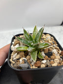 Agave 姫笹之雪子株　抜き苗発送