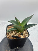 Agave ホリササ(No.31)子株(Lize血統) 抜き苗発送