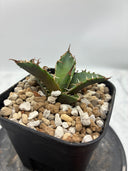 Agave titanota シーザー子株②(Lize血統)　抜き苗発送