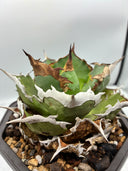 Agave titanota シャークソード子株①(Lize血統）抜き苗発送