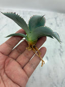 Agave 甲蟹x屈原(No.28)子株①(Lize血統) ベアルート発送