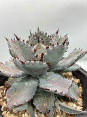 Agave 瀧之白絲x血雨雷神子株　(Lize血統) 抜き苗発送