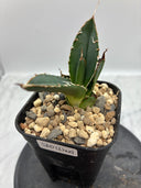 Agave titanota SAD子株④(Lize血統）抜き苗発送