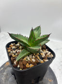 Agave ホリササ(No.44)子株(Lize血統) 抜き苗発送
