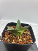 Agave ホリササ(No.36)子株②(Lize血統) 抜き苗発送