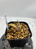 Agave titanota 姫厳龍子株(Lize産) 抜き苗発送