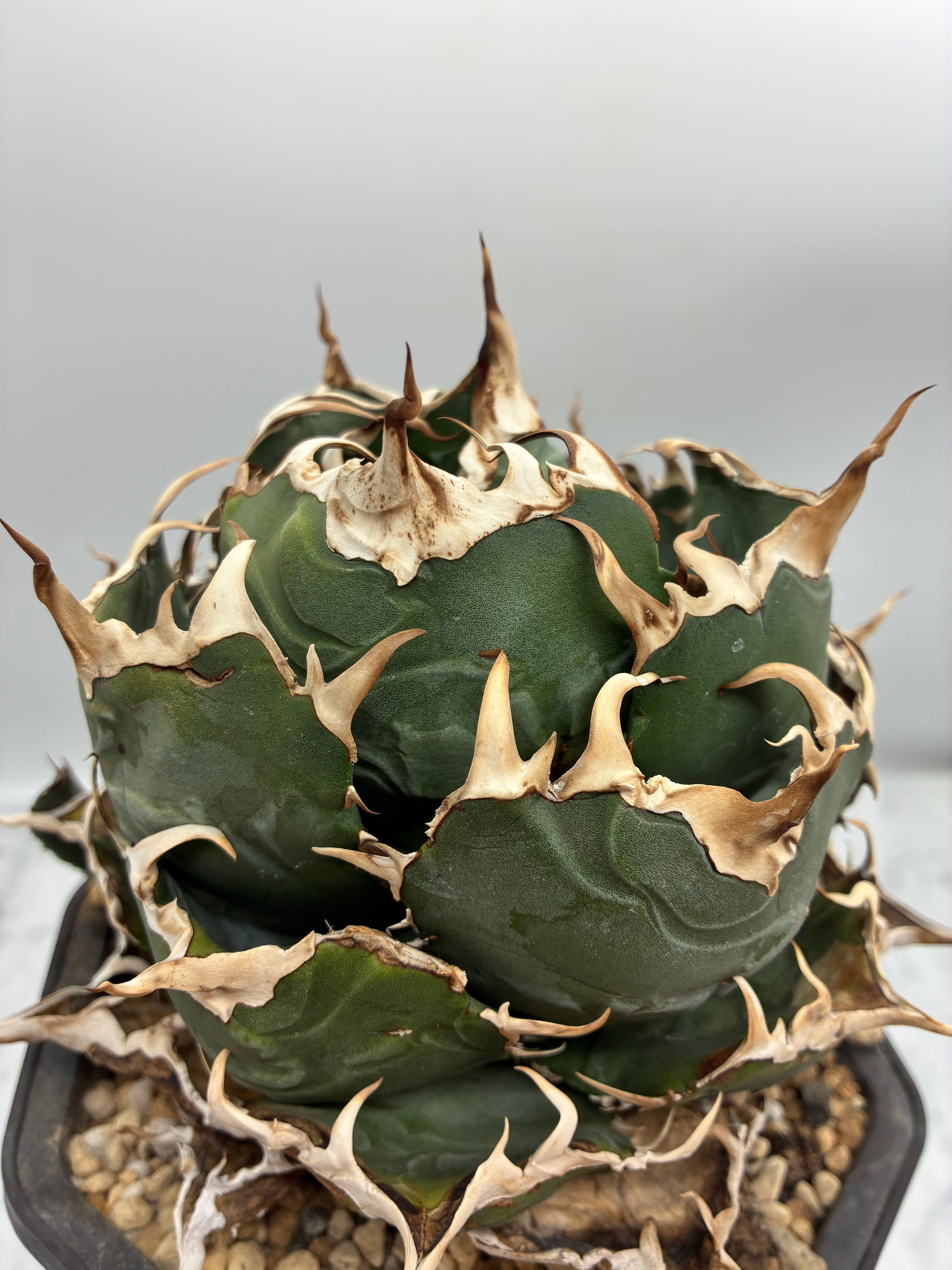 Agave titanota 白鯨子株①(Lize血統）抜き苗発送 – AgaveLives