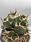 Agave titanota 白鯨子株①(Lize血統）抜き苗発送