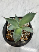 Agave 甲蟹x屈原(No.？)子株②(Lize血統) 抜き苗発送