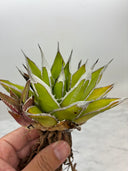 Agave ホリササ(No.7)(Lize血統) 抜き苗発送